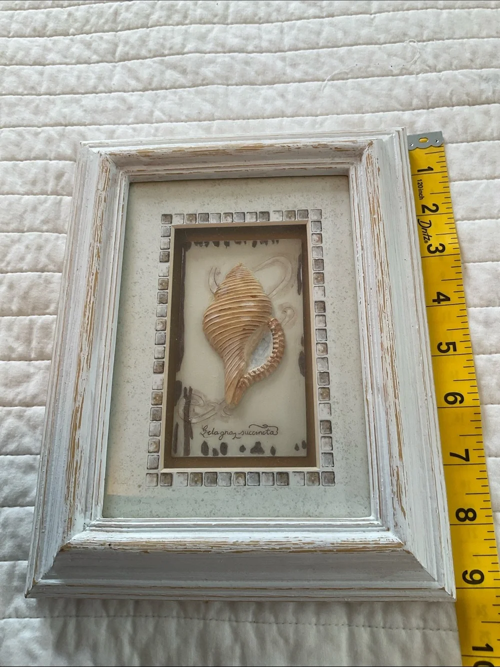 Vintage 2004 Charlene Audrey “Gelagna Succincta” Coastal Shadowbox Wall Art